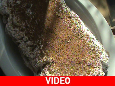 Κορμός Κακάο